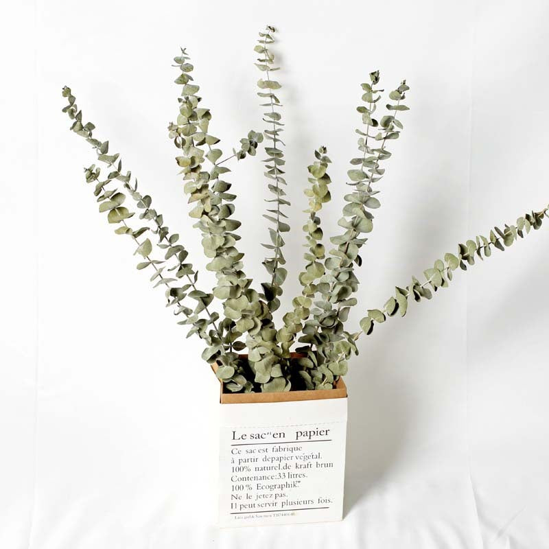 Organic Eucalyptus Dried Flowers