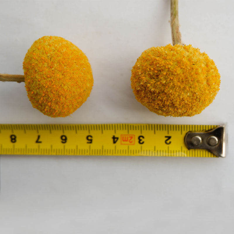 Golden Ball Dried Flowers