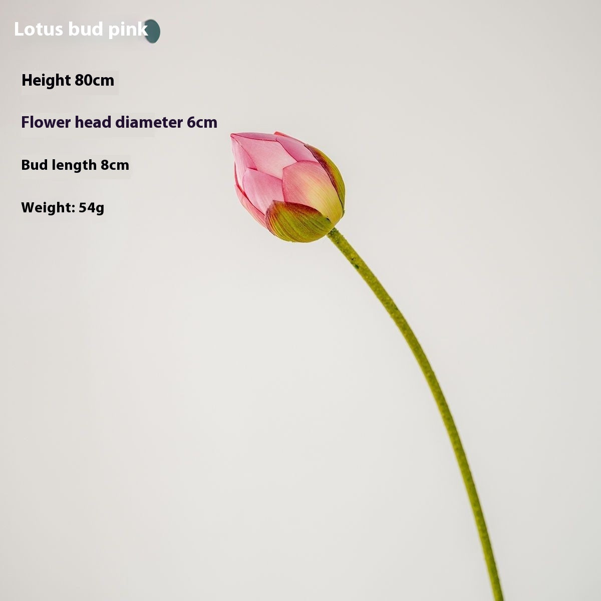 Lotus Pods and Flowers
