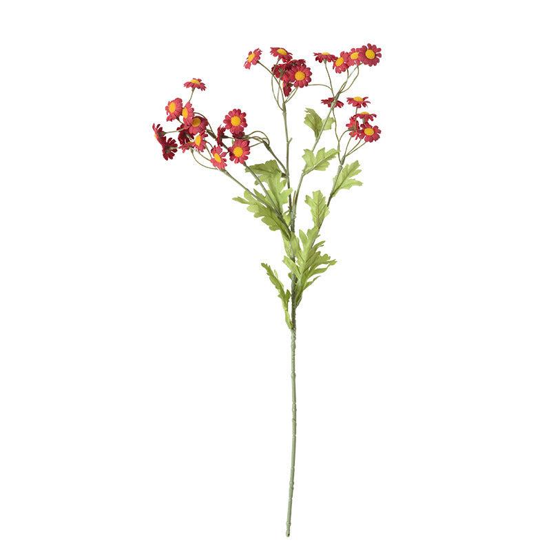 Multicolour Chamomile Flowers