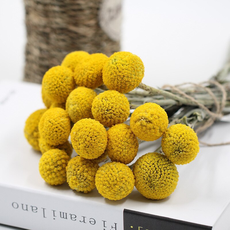 Golden Ball Dried Flowers