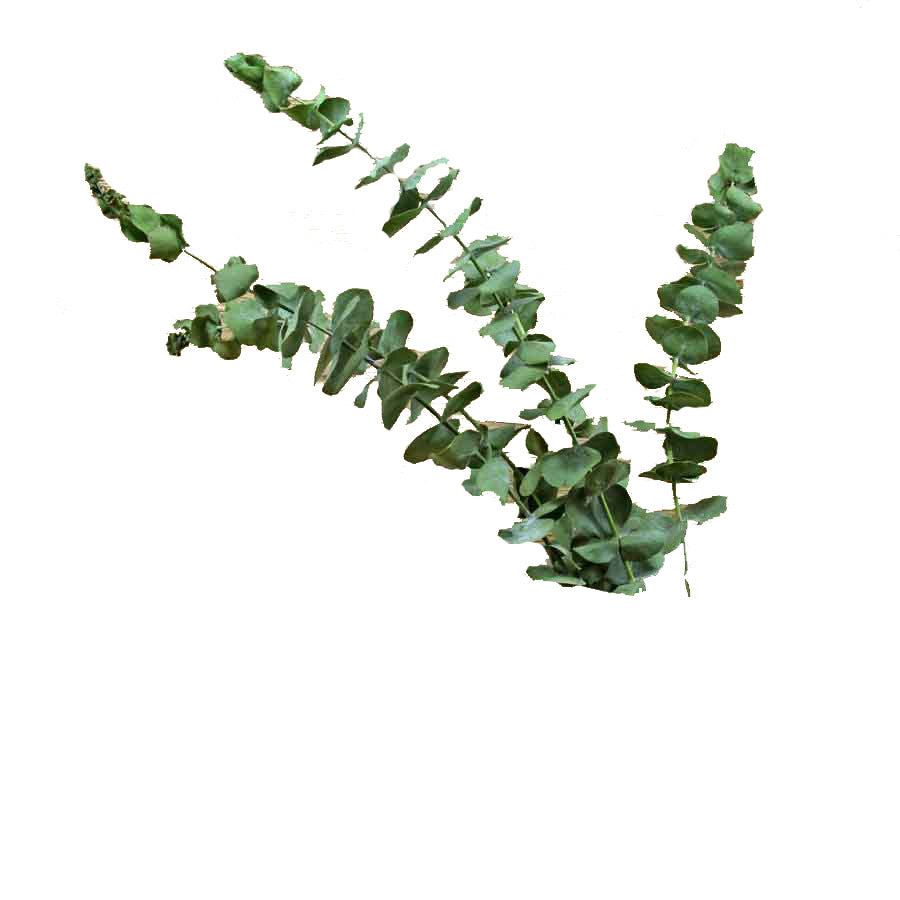 Organic Eucalyptus Dried Flowers