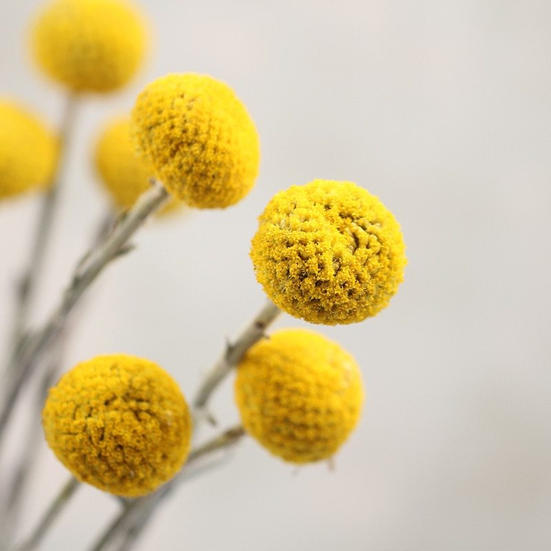 Golden Ball Dried Flowers