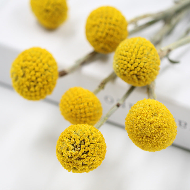 Golden Ball Dried Flowers