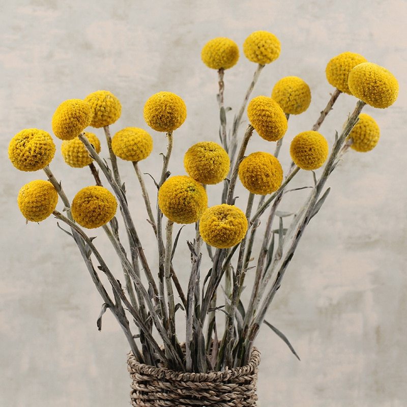 Golden Ball Dried Flowers