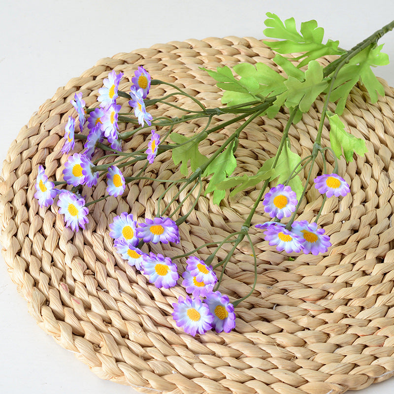 Multicolour Chamomile Flowers
