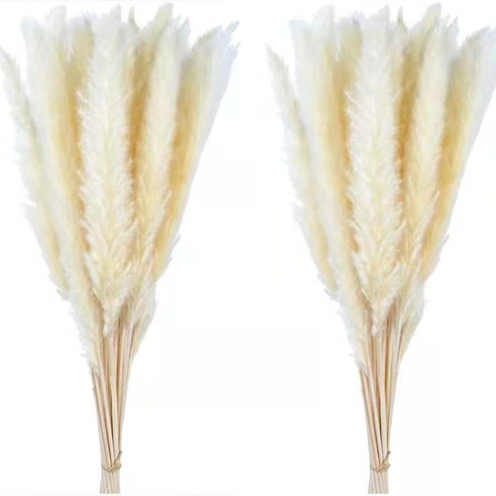 Dried Reed & Rabbit Tail Grass Pampas