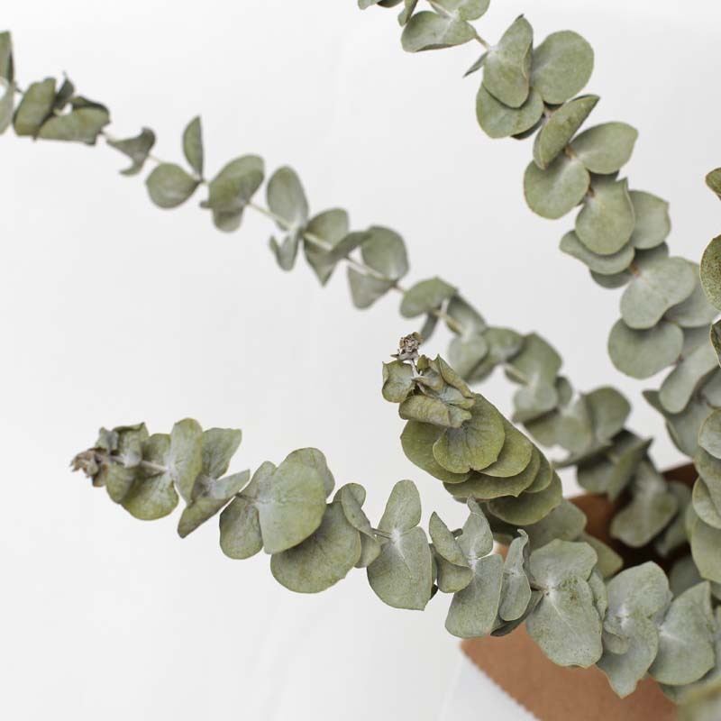 Organic Eucalyptus Dried Flowers