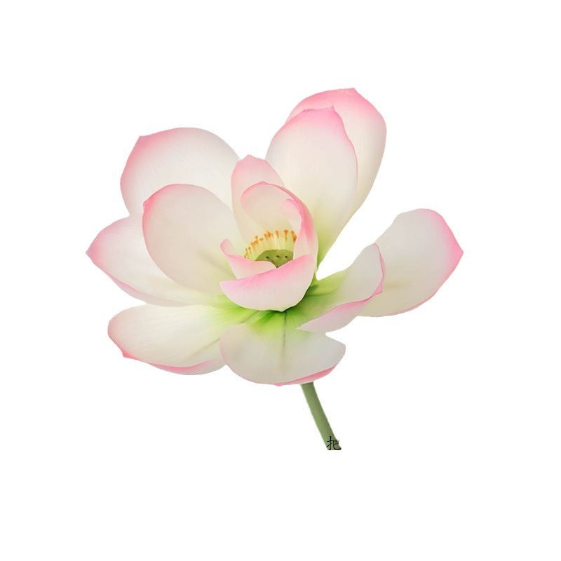 Lotus Pods and Flowers