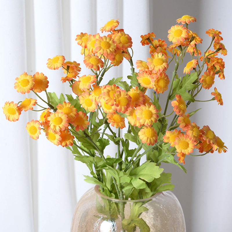 Multicolour Chamomile Flowers