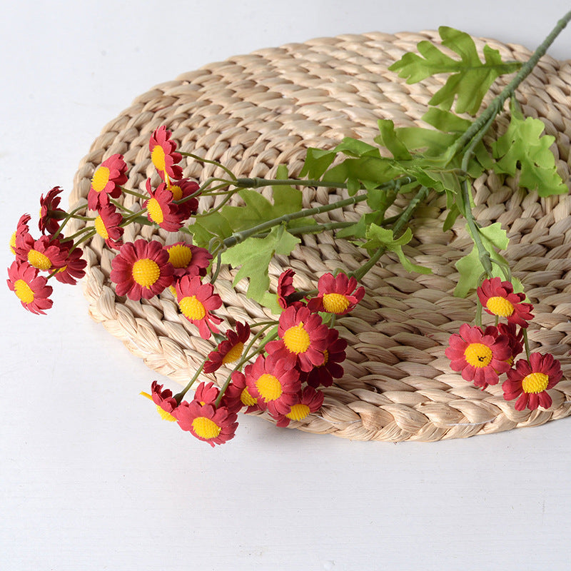 Multicolour Chamomile Flowers