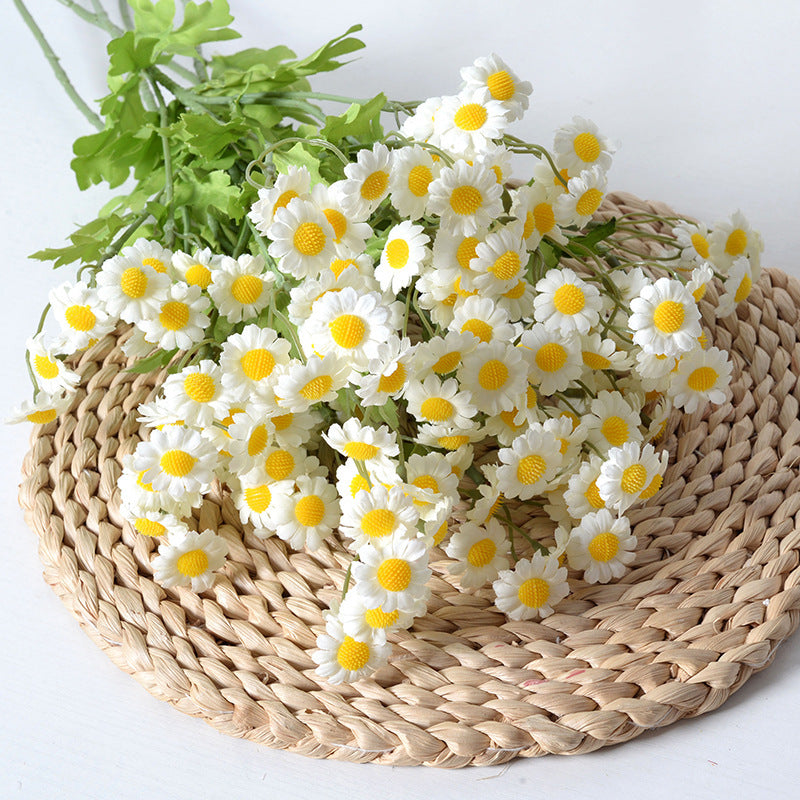 Multicolour Chamomile Flowers