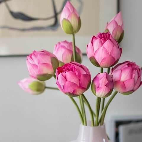 Lotus Pods and Flowers
