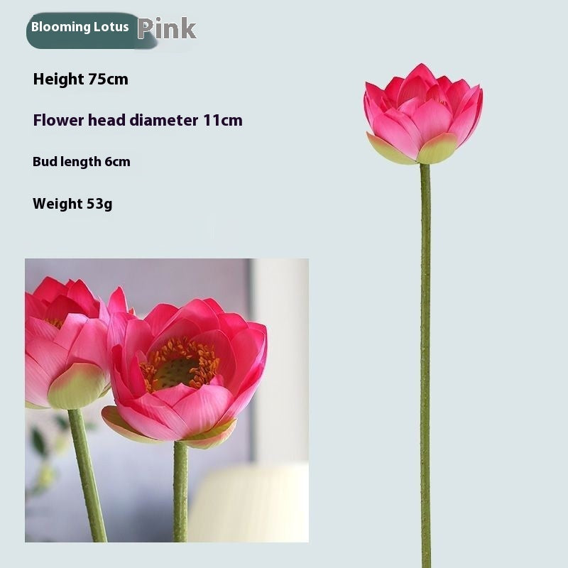 Lotus Pods and Flowers