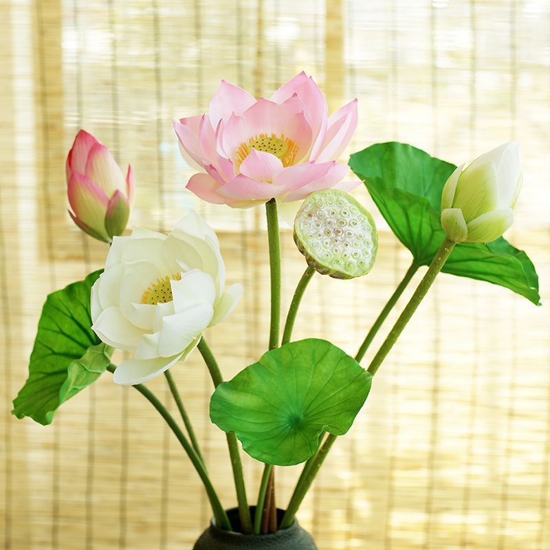 Lotus Pods and Flowers