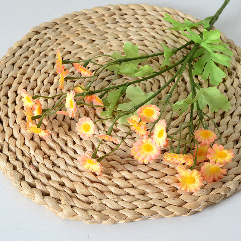 Multicolour Chamomile Flowers