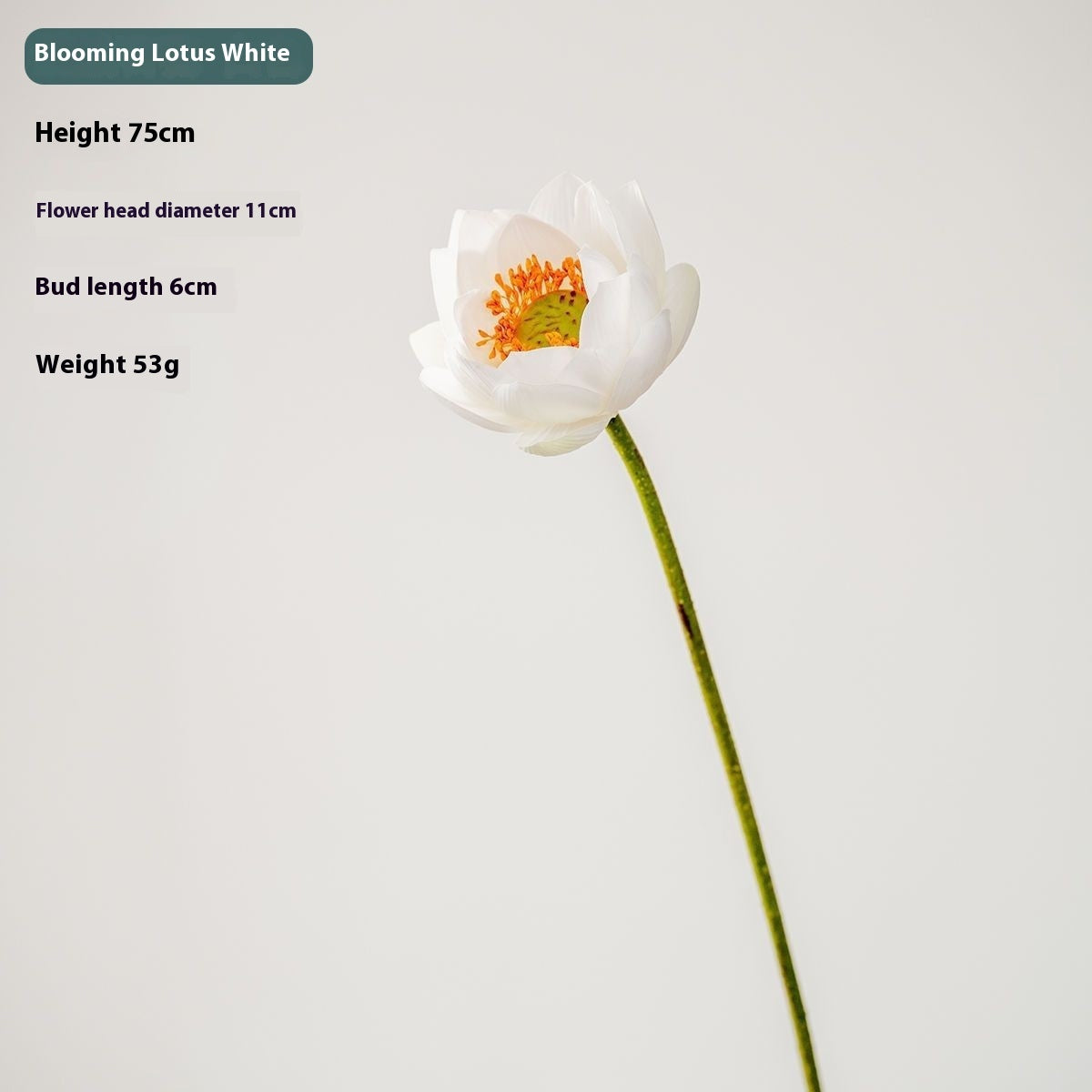 Lotus Pods and Flowers