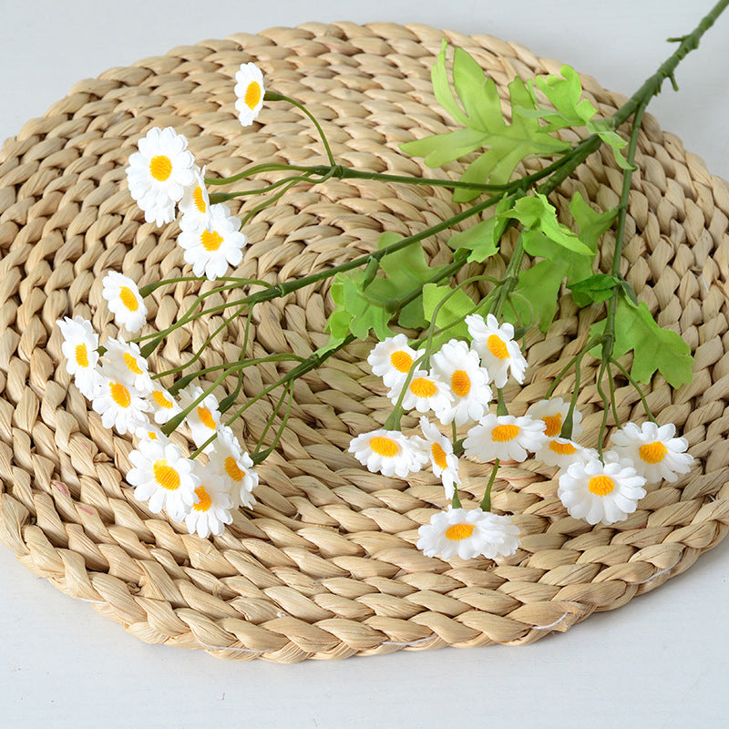 Multicolour Chamomile Flowers