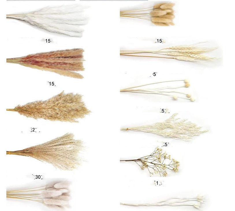 Dried Reed & Rabbit Tail Grass Pampas